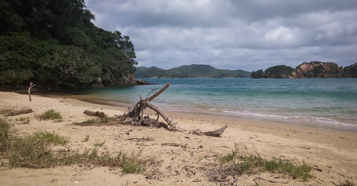 What are the bonuses of Dead Island Riptide Limited Edition? - Driftwood on Shore