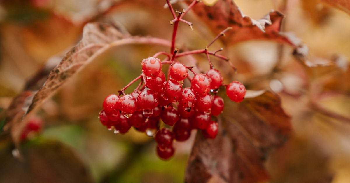 What are the chances that a Wither will drop a Nether Star? - Red berries on branch after rain
