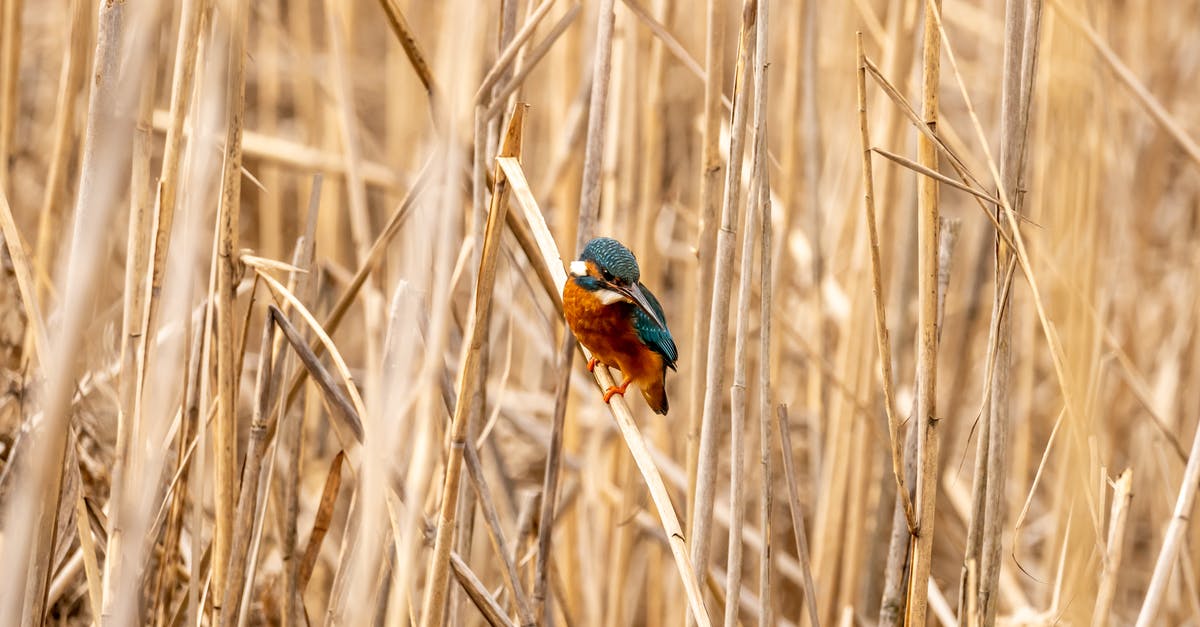 What are the common categories for speedruns? - Free stock photo of animal, beautiful nature, beauty in nature