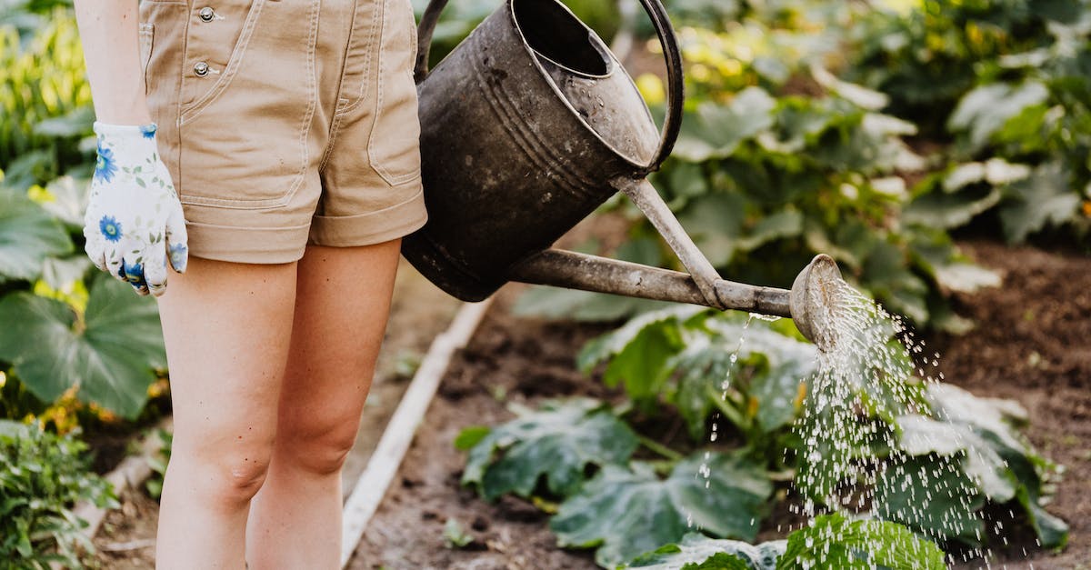 What are the consequences of watering my plant? - Person in Brown Shorts Watering The Plants What are the consequences of watering my plant? - Person in Brown Shorts Watering The Plants