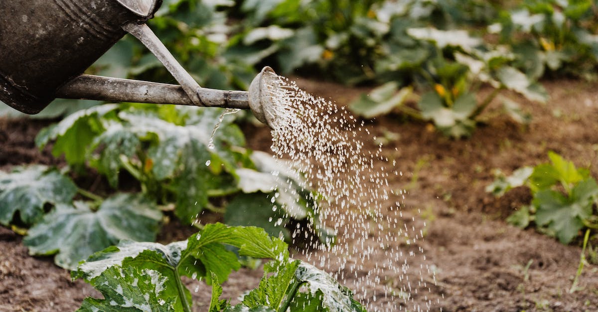 What are the consequences of watering my plant? - Close-up Photo of Watering Crops What are the consequences of watering my plant? - Close-up Photo of Watering Crops