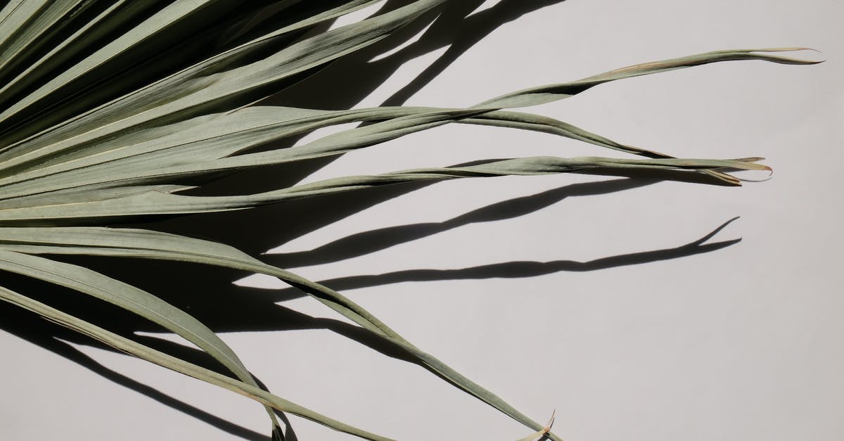 What are the dead-end scenarios? - Green Plant on White Background What are the dead-end scenarios? - Green Plant on White Background