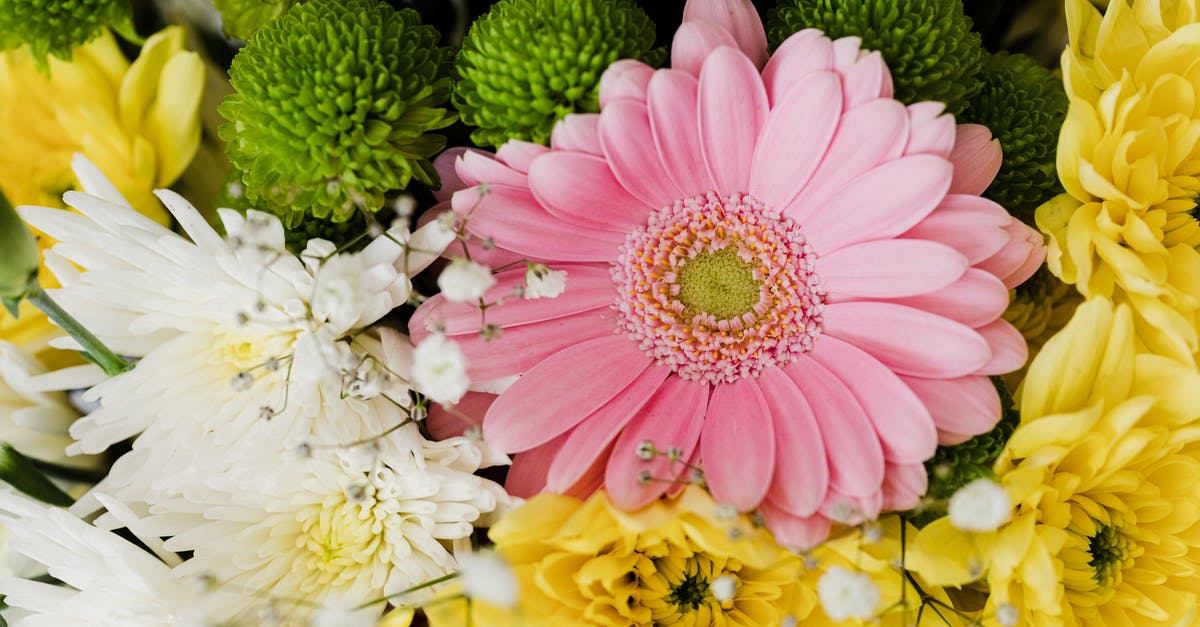What are the differences between Daisy and Peach in Super Mario Run? - From above of pink gerbera and chrysanthemums of different colors arranged in elegant romantic bouquet accompanied with tender gypsophila What are the differences between Daisy and Peach in Super Mario Run? - From above of pink gerbera and chrysanthemums of different colors arranged in elegant romantic bouquet accompanied with tender gypsophila