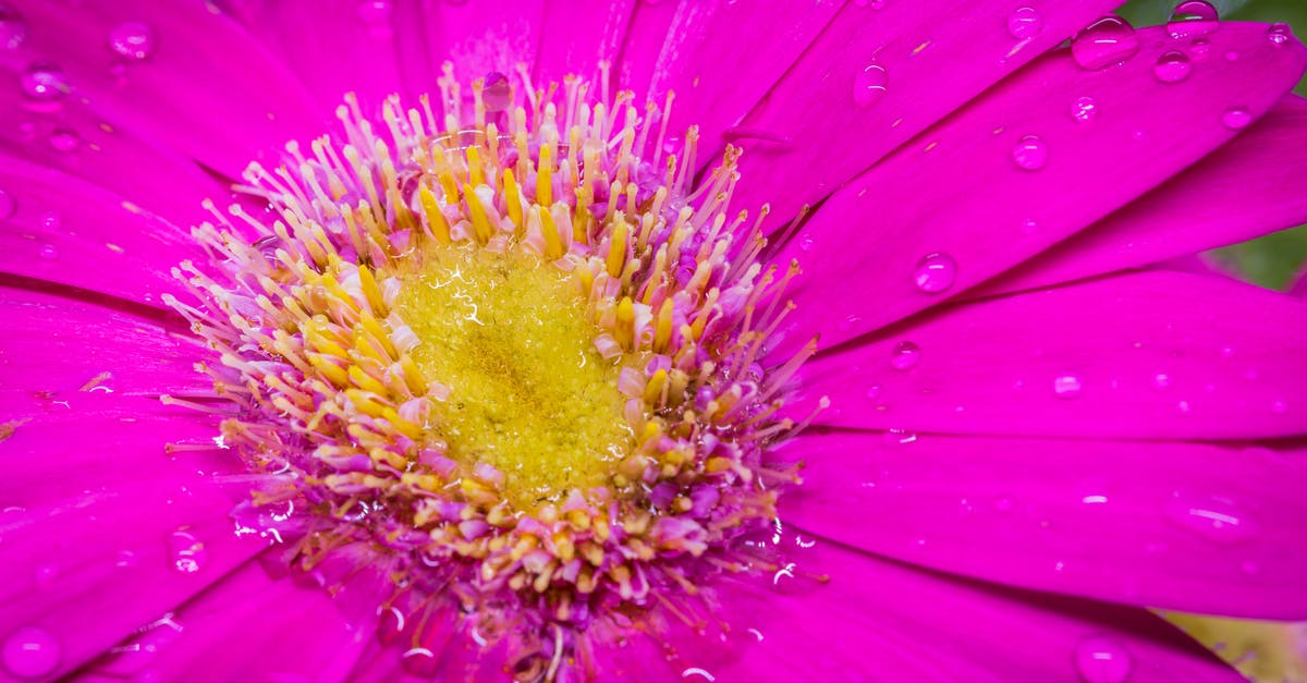 What are the differences between Daisy and Peach in Super Mario Run? - Pink Flower in Close Up Photography What are the differences between Daisy and Peach in Super Mario Run? - Pink Flower in Close Up Photography
