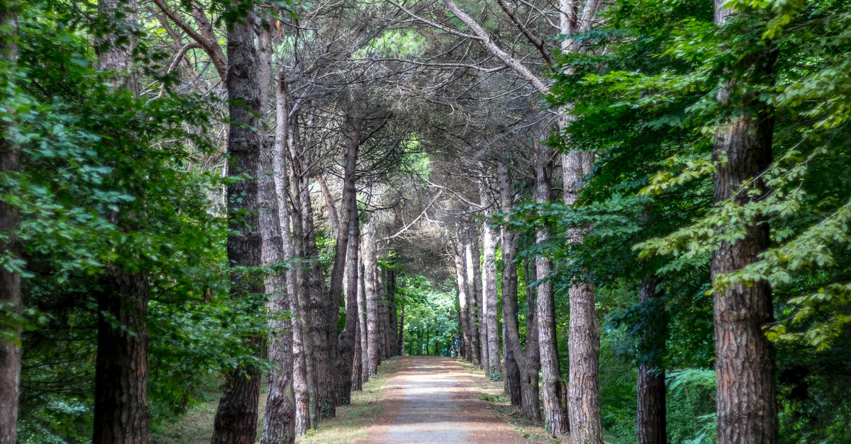 What are the differences between Gallean's Return and Rise of the Elves? - Road between Trees What are the differences between Gallean's Return and Rise of the Elves? - Road between Trees