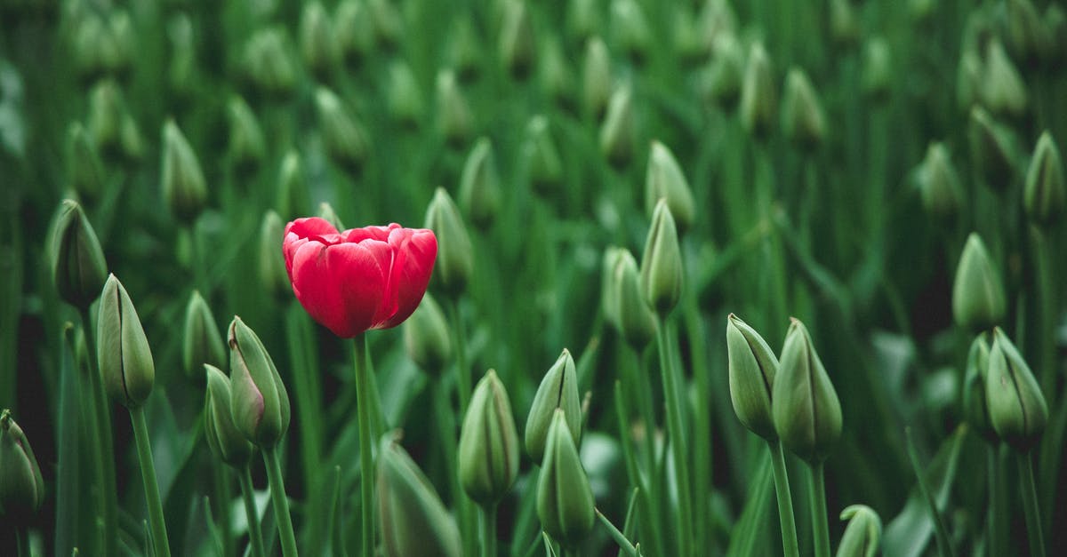 What are the different levels of the Poké Finder? - selective focus photo of a red tulip flower