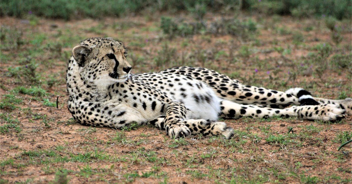 What are the fastest missions for restoring the thieves guild? - Medium Shot of a Cheetah Resting What are the fastest missions for restoring the thieves guild? - Medium Shot of a Cheetah Resting
