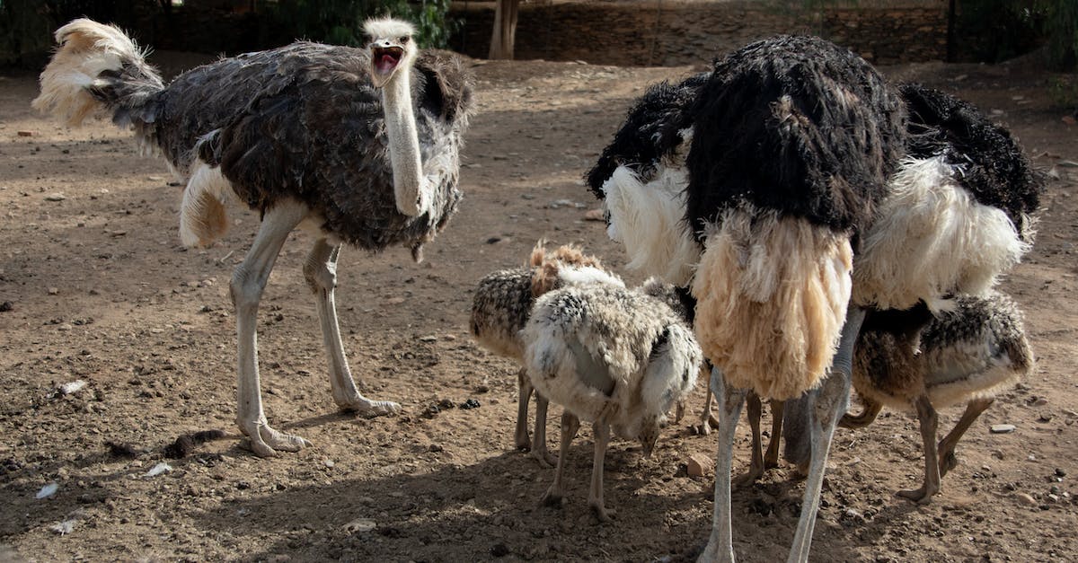 What are the fastest missions for restoring the thieves guild? - White and Black Ostrich on Brown Soil What are the fastest missions for restoring the thieves guild? - White and Black Ostrich on Brown Soil