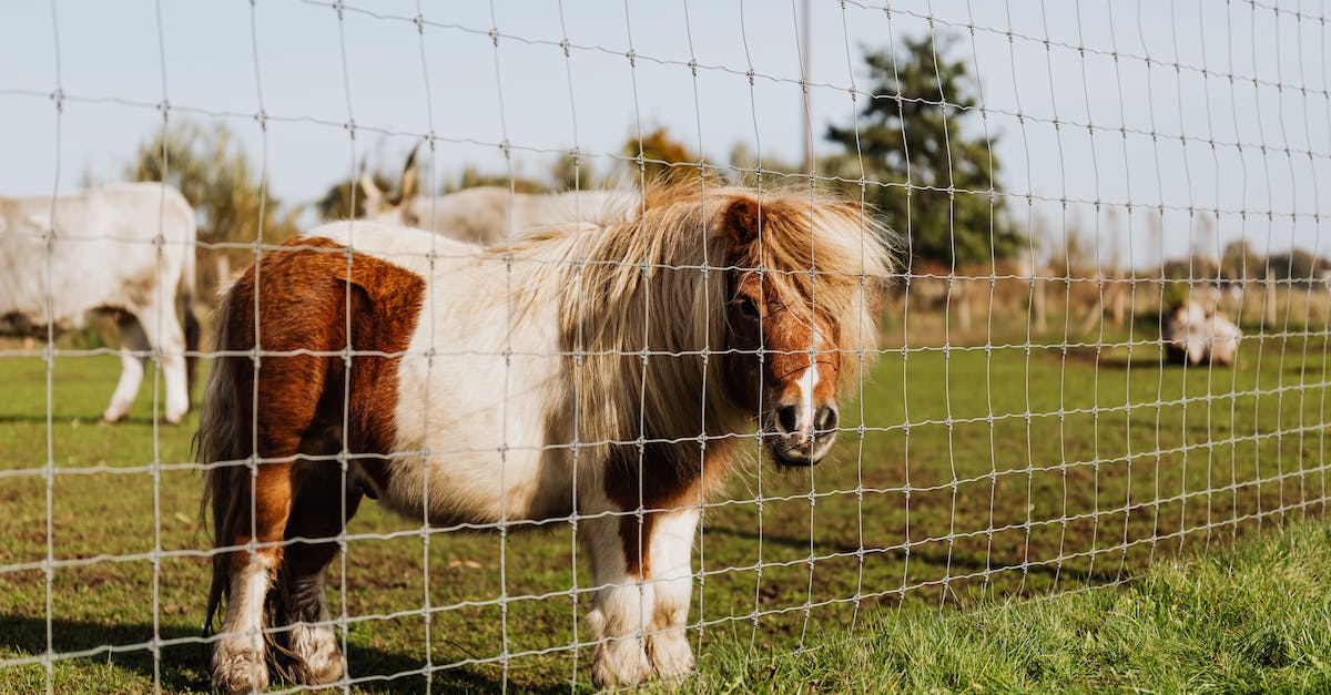 What are the flags behind the animal king? - Horse with Long Mane Behind Fence
