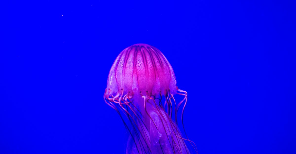 What are the floating dots? - Blue Jellyfish in Blue Water