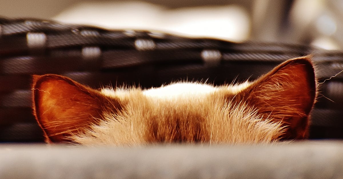 What are the hidden achievements in Loop Hero? - Brown Cat What are the hidden achievements in Loop Hero? - Brown Cat
