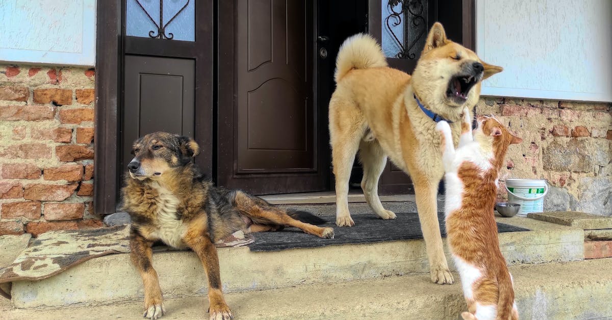 What are the limitations of fighting in a guest campaign? - A Dog and Cat Fighting Near the Wooden Door