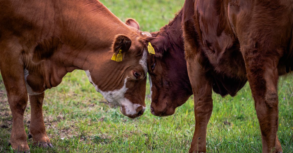 What are the limitations of fighting in a guest campaign? - Brown Cow on Green Grass Field