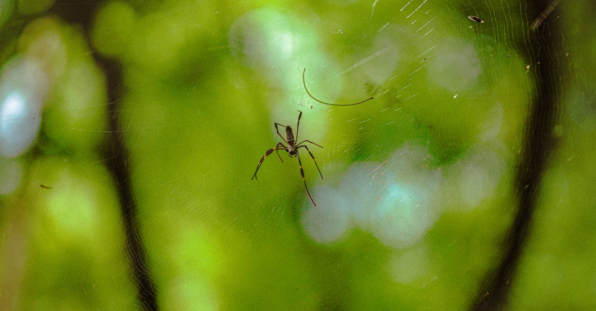What are the limits of the Thin Man's poison spit? - Spider crawling on thin transparent web hanging against blurred green foliage in forest What are the limits of the Thin Man's poison spit? - Spider crawling on thin transparent web hanging against blurred green foliage in forest