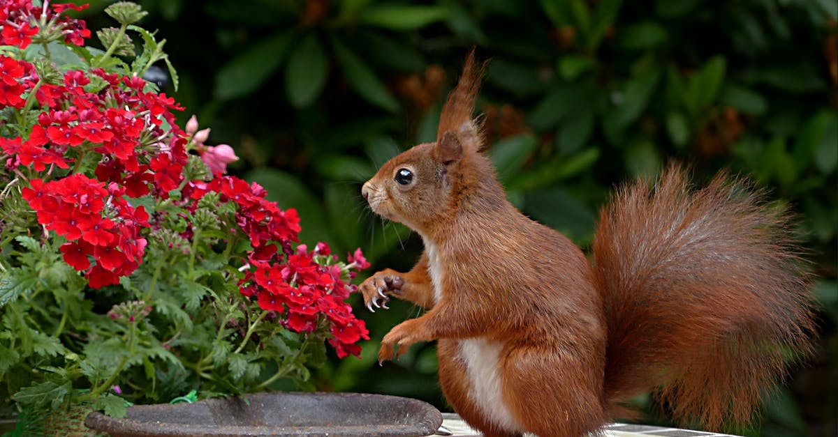 What are the little pedestal things for? - Red Squirrel on Brown Table Top
