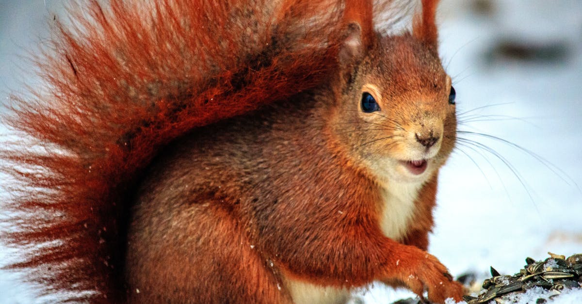 What are the little pedestal things for? - Brown Squirrel Above Snow at Daytime in Selective Focus Photo