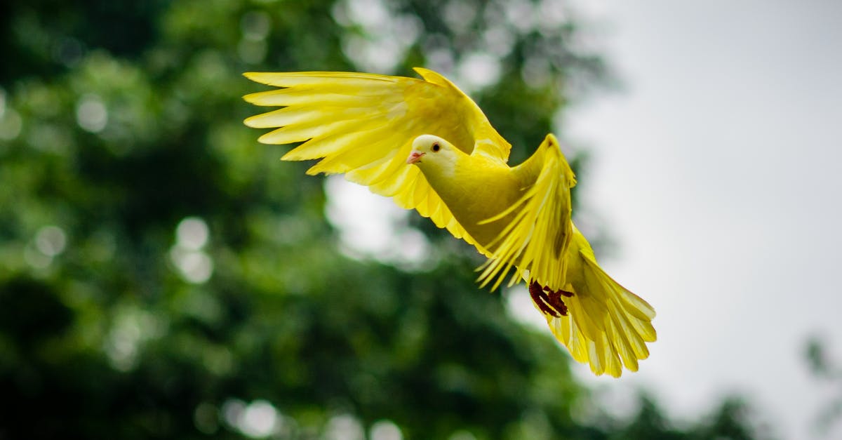 What are the little pedestal things for? - Flying Yellow Bird