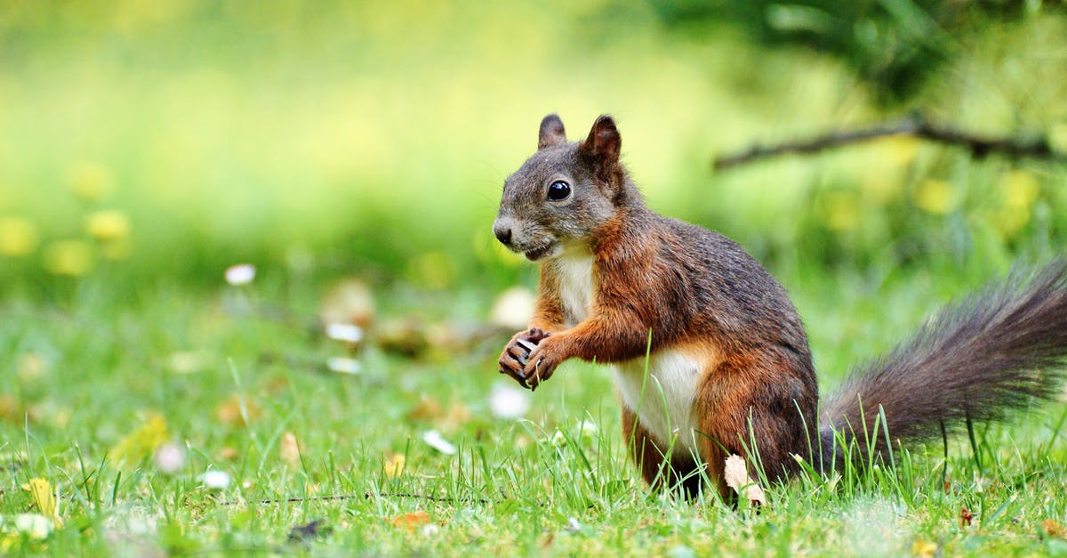 What are the little pedestal things for? - Squirrel on Grass