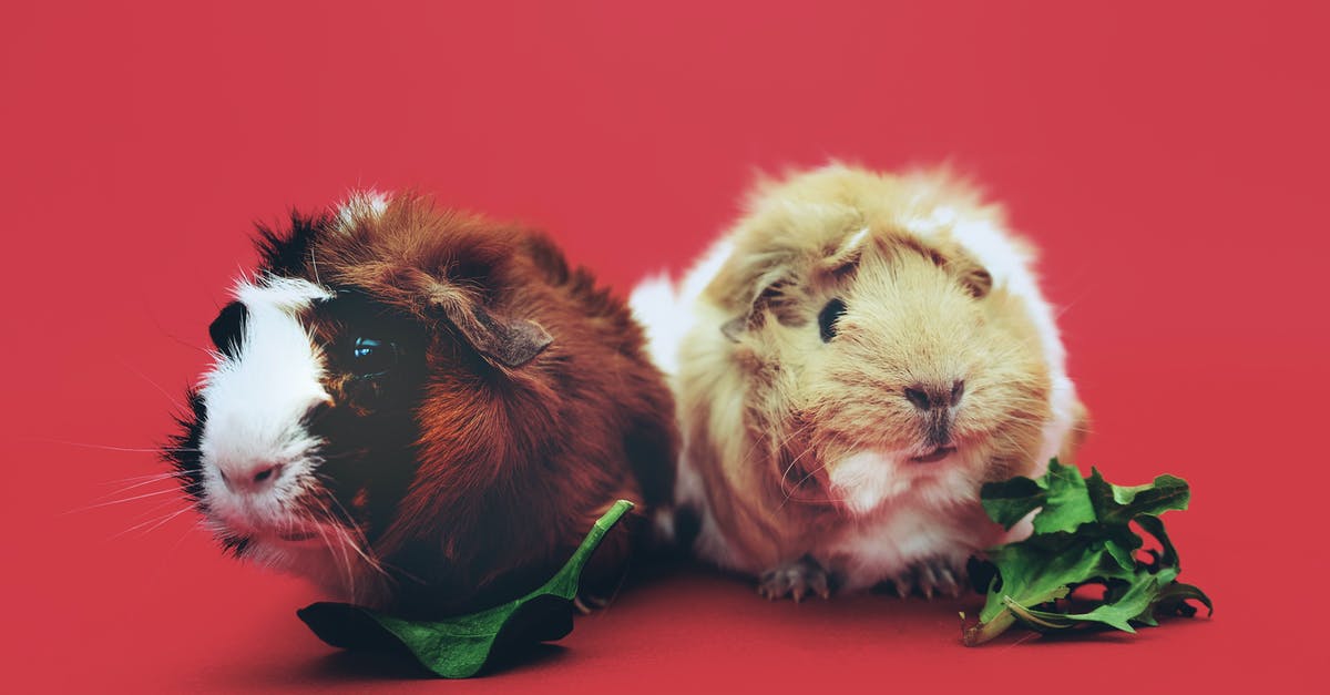 What are the little red arrows on the minimap? - Close-Up Photo of Two Brown and Beige Guinea Pigs What are the little red arrows on the minimap? - Close-Up Photo of Two Brown and Beige Guinea Pigs