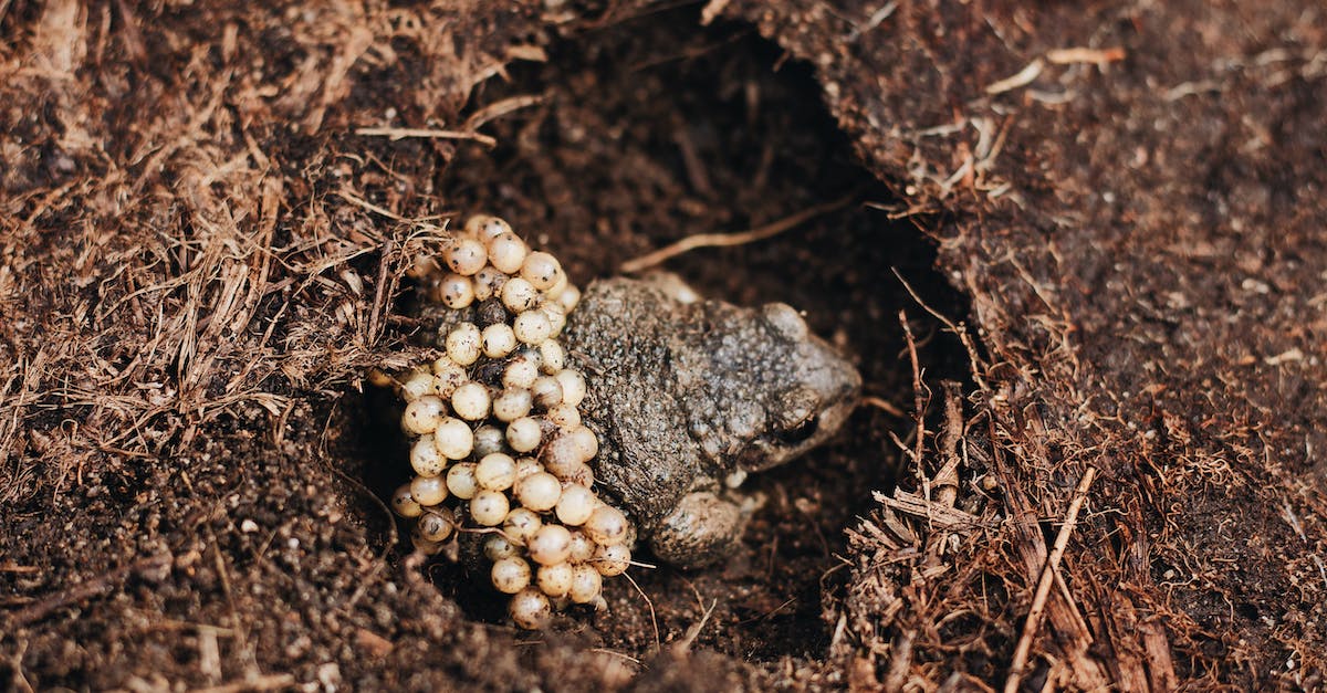 What are the meanings of most common abbreviations in Ingress? - From above of male Midwife toad frog or Alytes obstetricans with fertilized eggs on back sitting on ground in nature