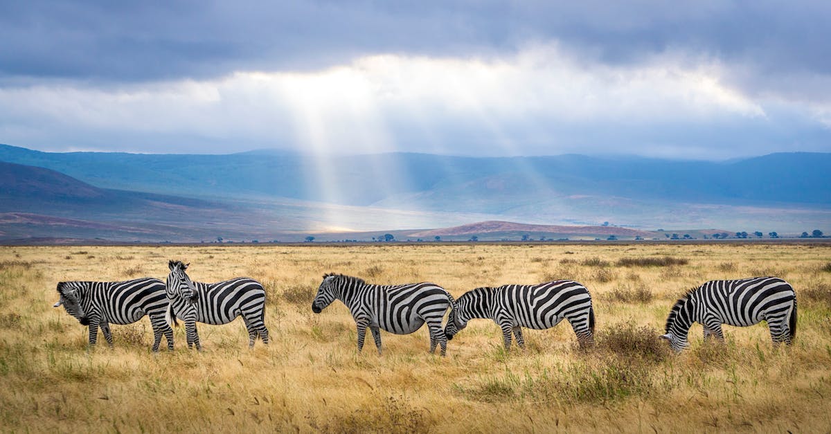 What are the patterns for finding Savannah animals? - Five Zebra Grazing on Grass Field