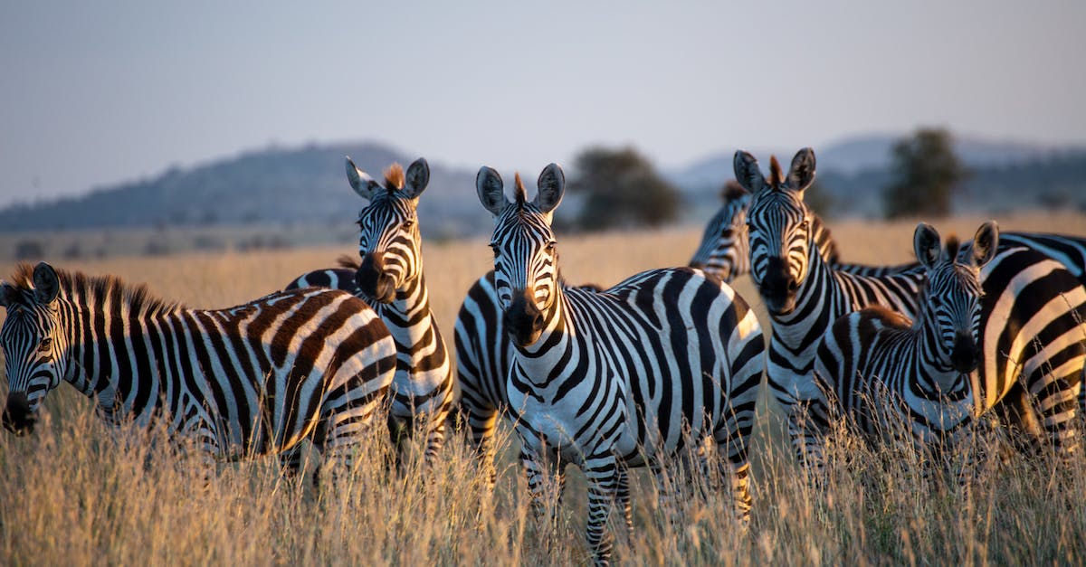 What are the patterns for finding Savannah animals? - Zebras on Brown Grass Field