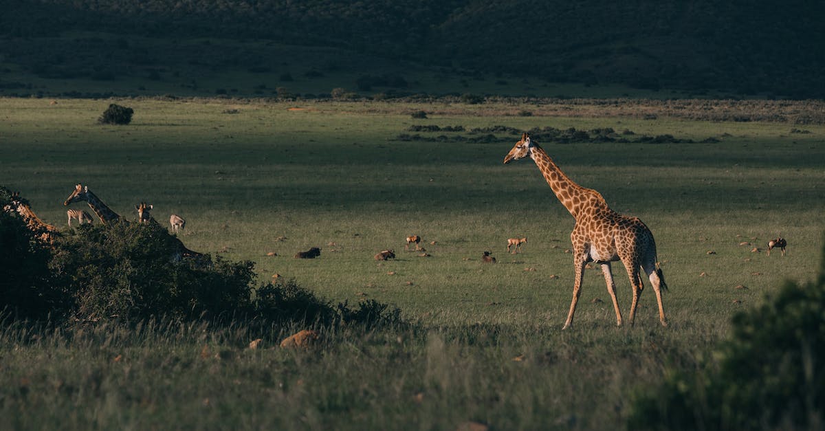 What are the patterns for finding Savannah animals? - Wild giraffes walking on grass near antelopes and greenery shrubs on hill in savanna in twilight