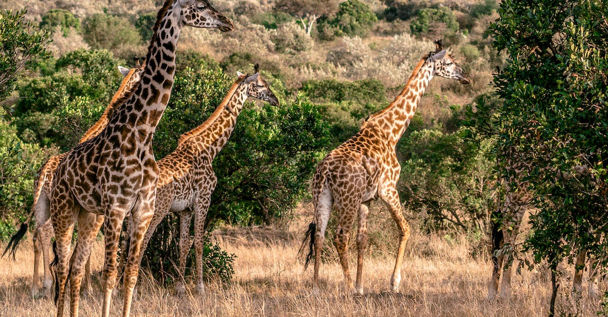 What are the patterns for finding Savannah animals? - Giraffes with long necks and patterned coat strolling on grass near green trees in safari on summer day