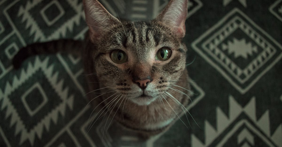 What are the patterns for the animals in the different areas? - Tabby Cat on Black and White Textile