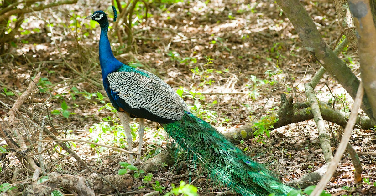 What are the patterns for the Northern animals? - Green and Blue Peacock in Forest