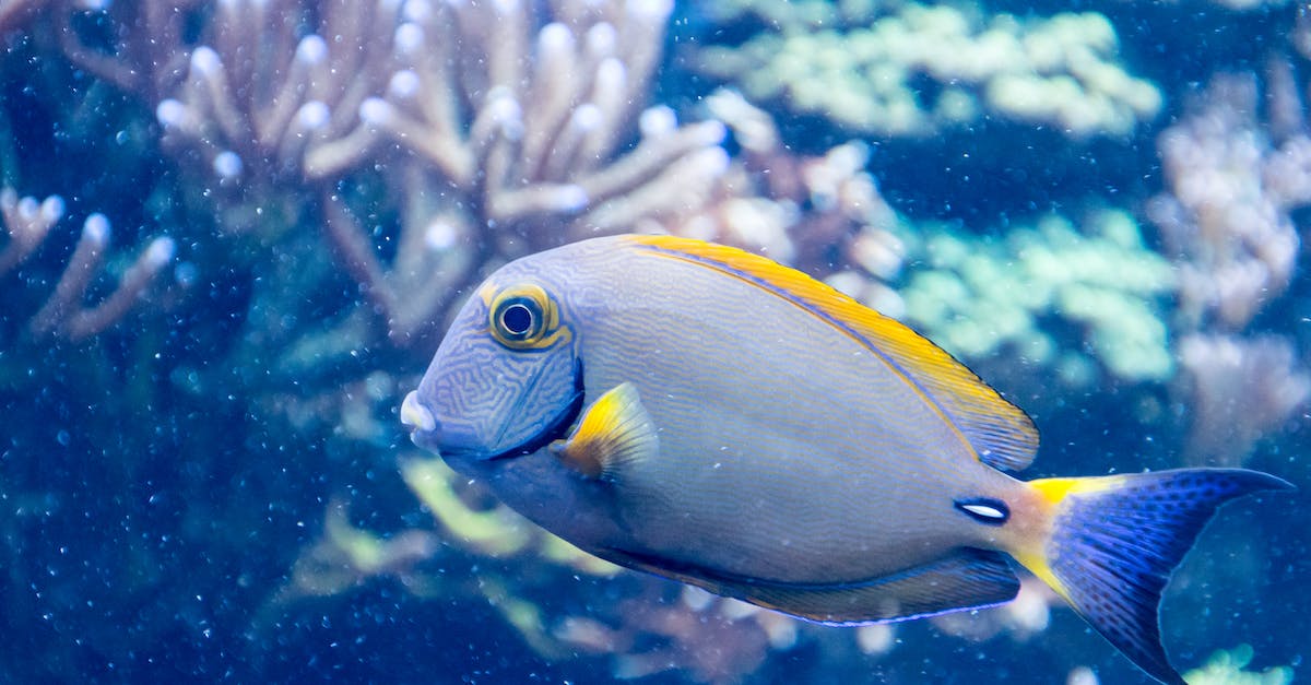 What are the patterns for the Northern animals? - Grey and Yellow Salt Fish