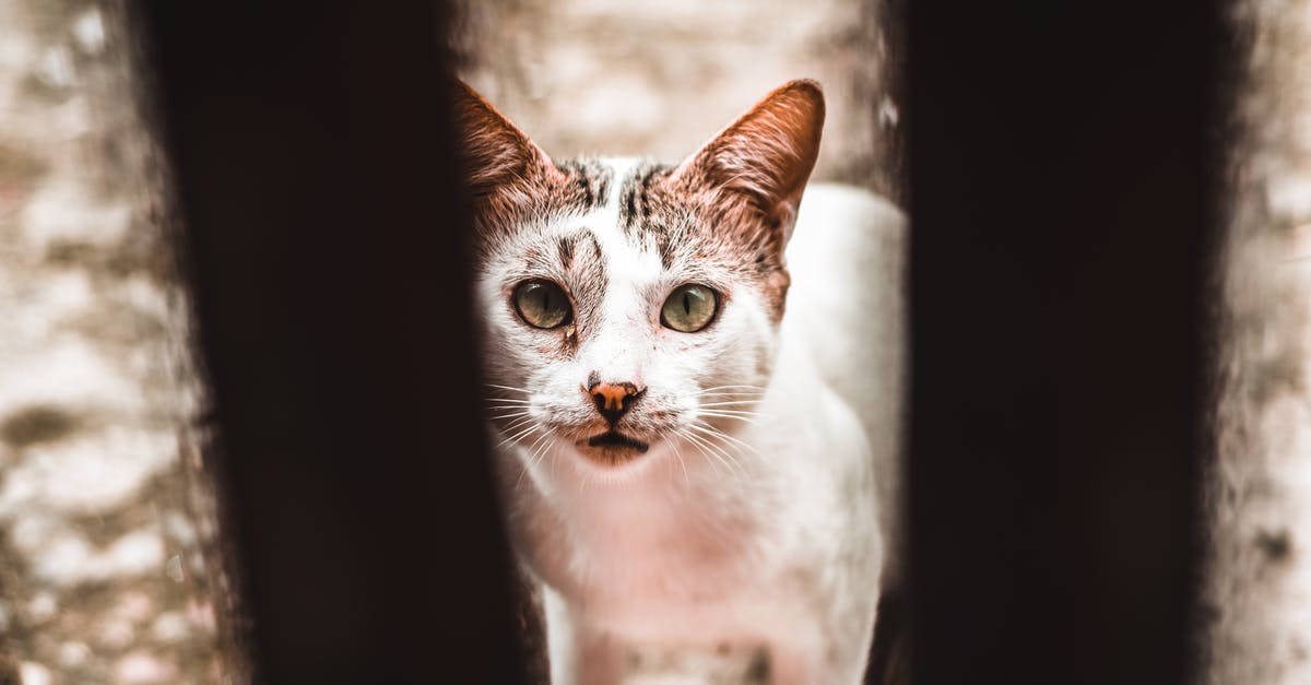 What are the progress bars in the creature cage? - Stray white cat behind bars