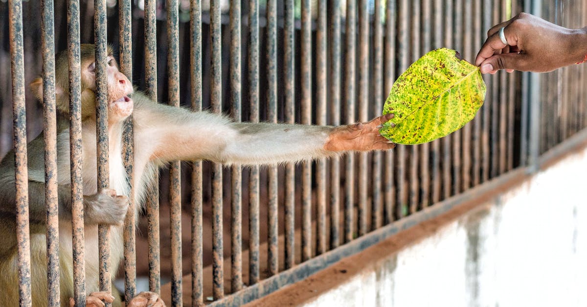What are the progress bars in the creature cage? - Person Giving Green Leaf To A Monkey