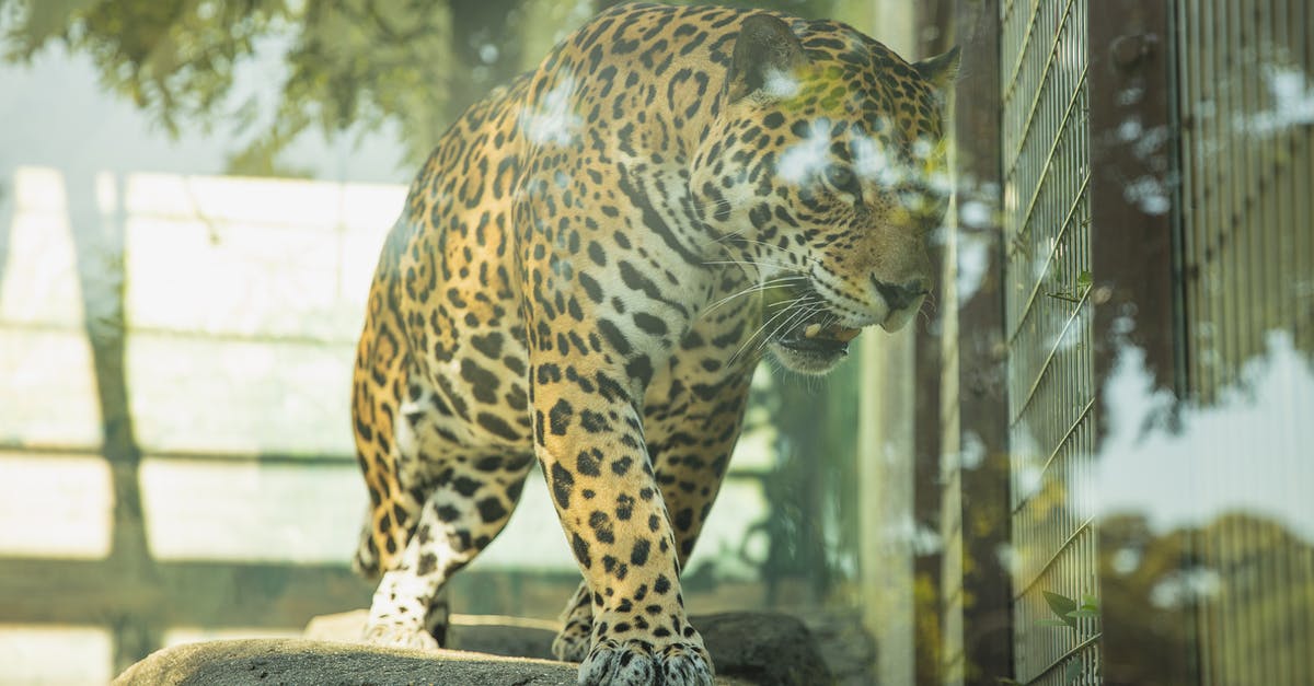 What are the progress bars in the creature cage? - Dangerous leopard roaring in glass enclosure