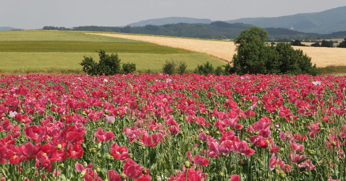 What are the pros and cons of having an open field fortress vs an in-mountain excavated one? - Red Petaled Flowers