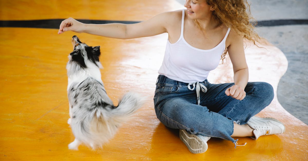 What are the requirements to get the floor jump? - Crop female in casual clothes sitting on floor and playing with adorable shetland sheepdog while spending time in modern gym
