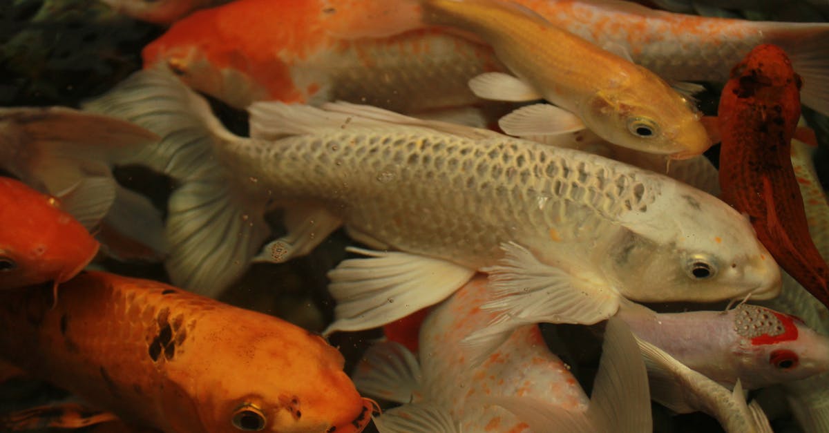What are the spawn rates for any given spawn point? - White and Orange Koi Fish