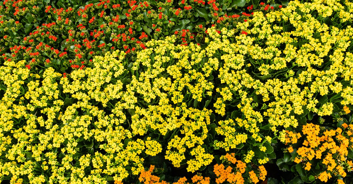 What are the specialities of each Pikmin type in Pikmin Bloom? - From above of dense lush bushes with multicolored tagetes flowers with green leaves growing in botanical garden on summer day What are the specialities of each Pikmin type in Pikmin Bloom? - From above of dense lush bushes with multicolored tagetes flowers with green leaves growing in botanical garden on summer day