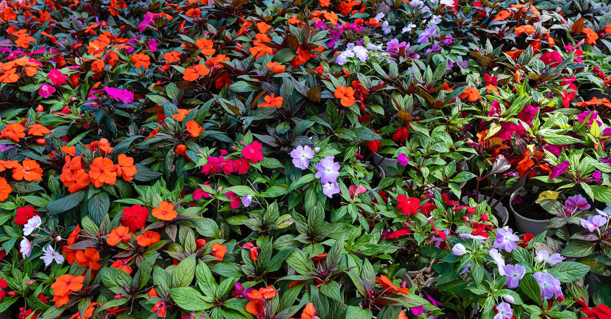 What are the specialities of each Pikmin type in Pikmin Bloom? - Abundance of impatiens flowers with multicolored petals and green leaves growing on shrubs in botanical garden on summer day What are the specialities of each Pikmin type in Pikmin Bloom? - Abundance of impatiens flowers with multicolored petals and green leaves growing on shrubs in botanical garden on summer day