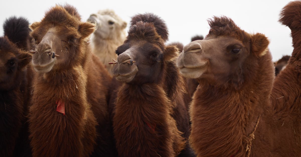 What are the standings for the different alien species? - Different curious camels standing under white sky