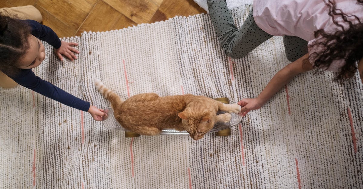 What are the timings for double pulling in safe lane, and pulling from offlane? - Orange Tabby Cat on Penny Board