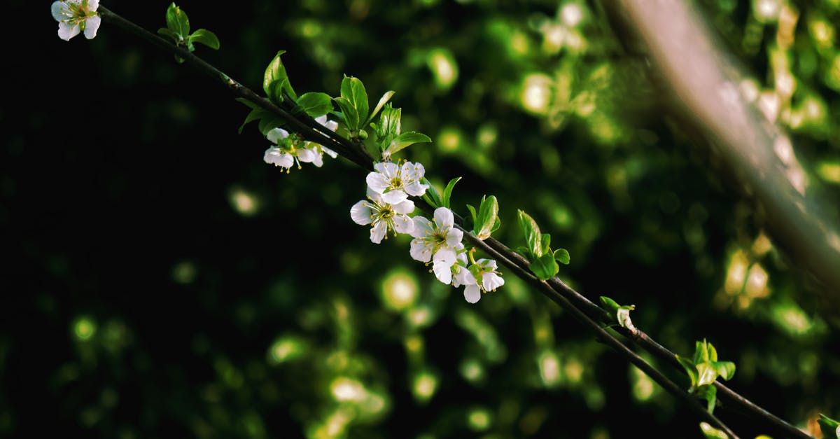 What are the white trees? - White Flowers in Tilt Shift Lens What are the white trees? - White Flowers in Tilt Shift Lens