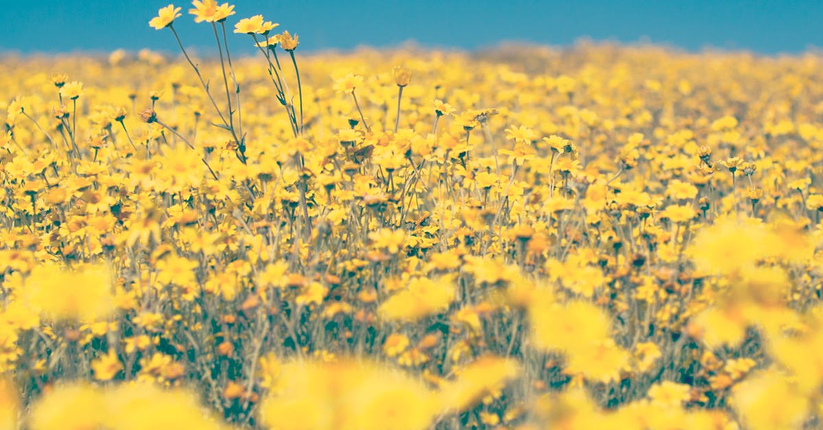 What are the yellow markers in the field tokens on the map, and how do I complete them? - Yellow Dandelion Field What are the yellow markers in the field tokens on the map, and how do I complete them? - Yellow Dandelion Field