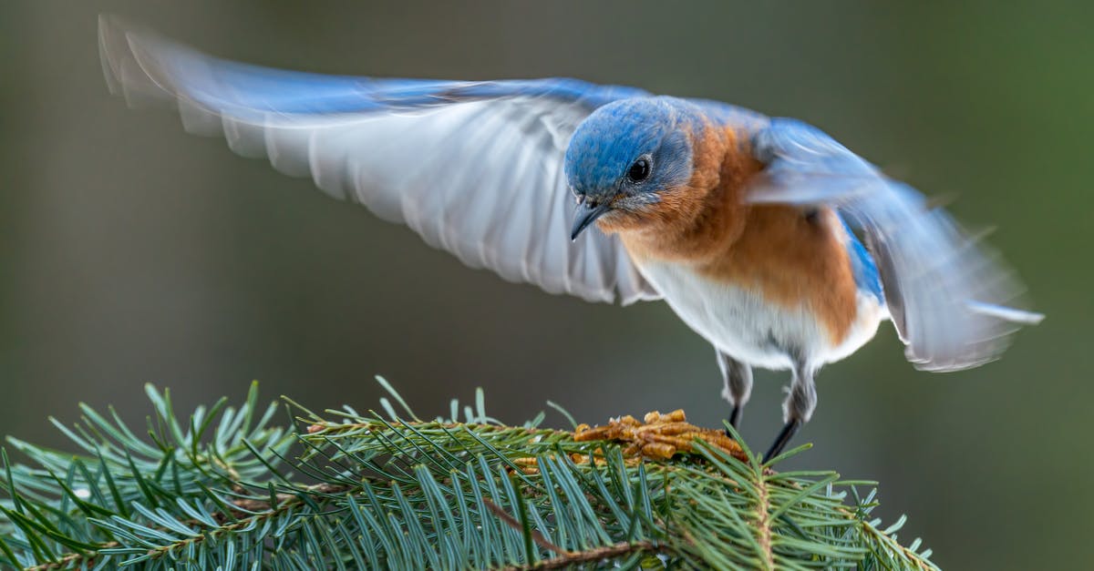 What are these little blue creatures following me? - Colorful male specie of eastern bluebird starting flight