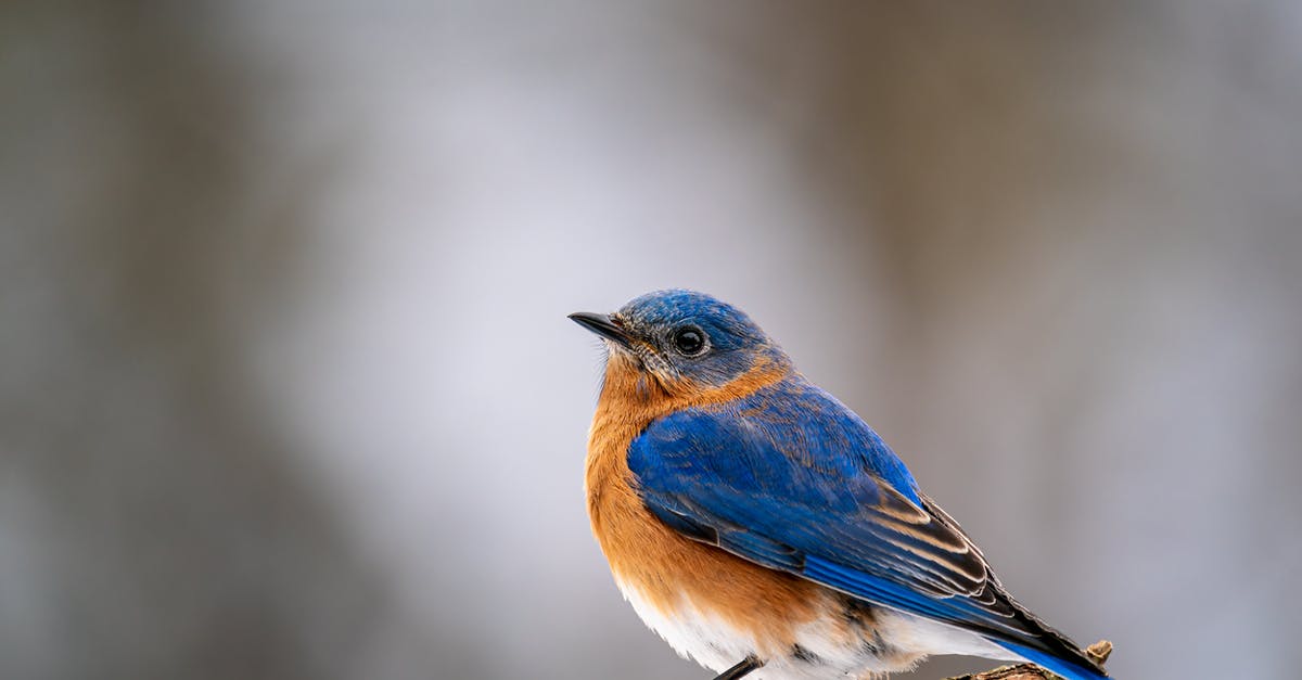 What are these little blue creatures following me? - Bright mountain bluebird on thin sprig