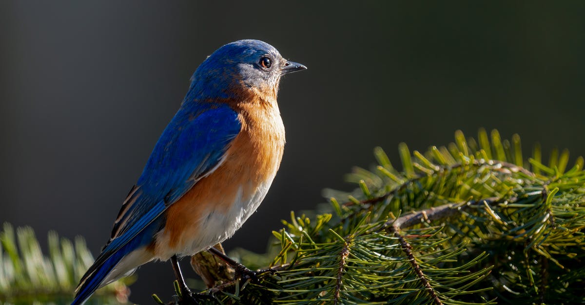What are these little blue creatures following me? - Vivid bird with blue plumage and red chest sitting on green sprigs in forest on blurred background on sunny weather