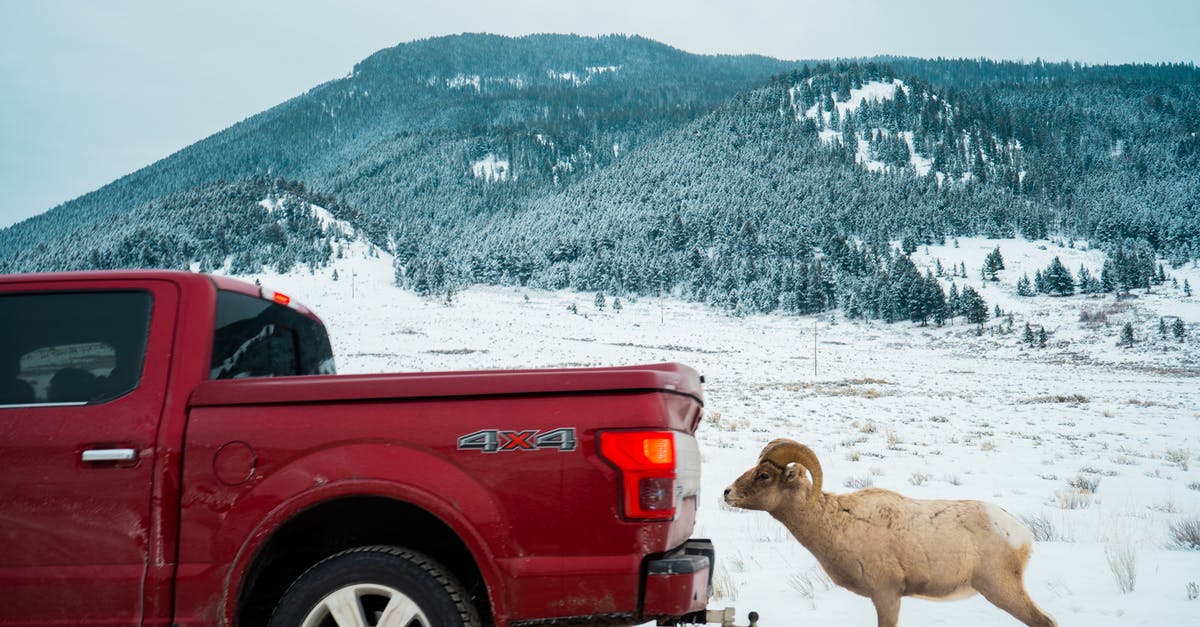 What are these pickups? - Sheep Licking Salt off Truck