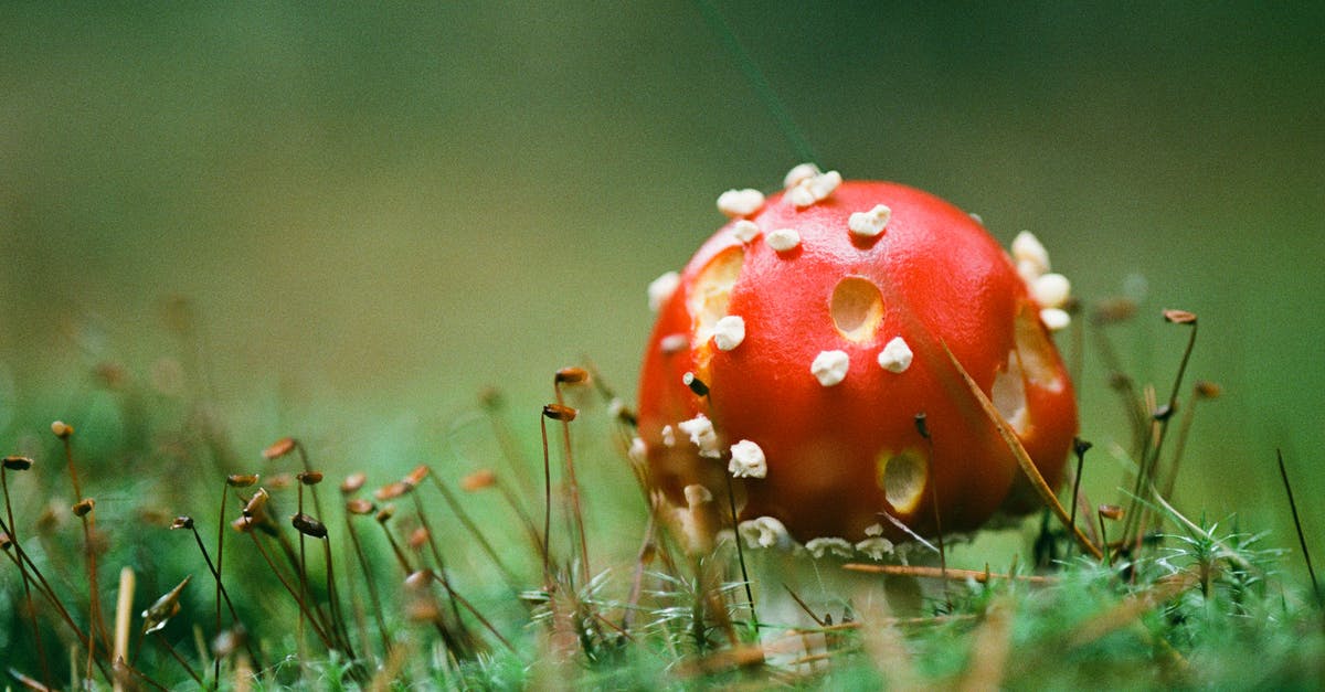 What are these slowly pulsing white dots on my scanner? - Red toadstool growing in green moss What are these slowly pulsing white dots on my scanner? - Red toadstool growing in green moss