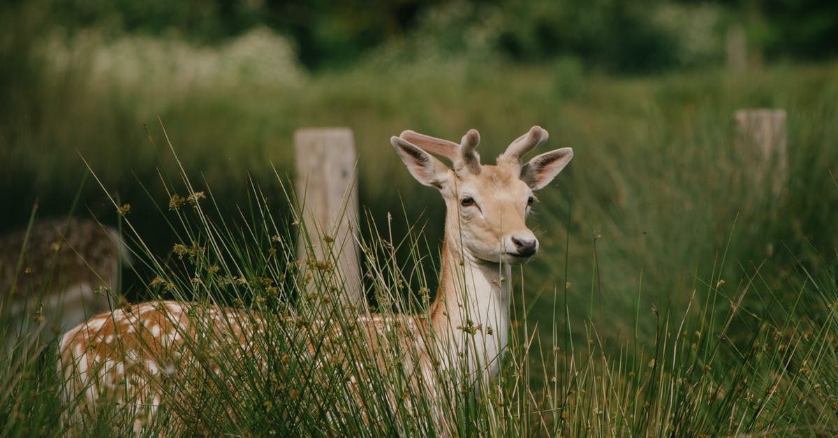 What are these slowly pulsing white dots on my scanner? - Young Deer Standing in Tall Grass What are these slowly pulsing white dots on my scanner? - Young Deer Standing in Tall Grass