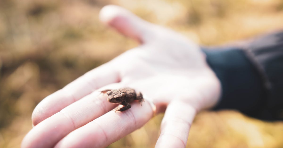 what are these tiny beings? - Free stock photo of adult, amphibian, animal what are these tiny beings? - Free stock photo of adult, amphibian, animal
